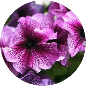 Petunia - Plants