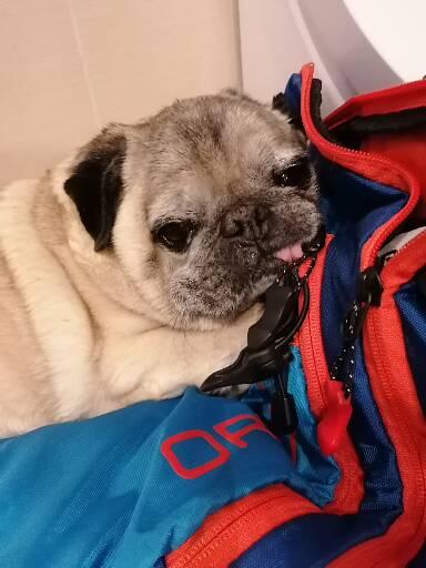 Pfotenstyle - by Dani - Pet groomer in Wattens, Austria