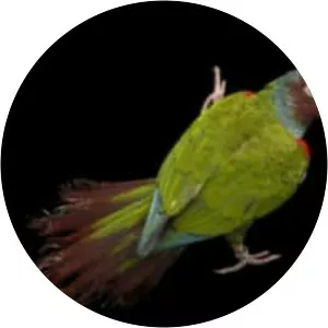 Pfrimer's parakeet