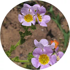 Phacelia brachyloba - 