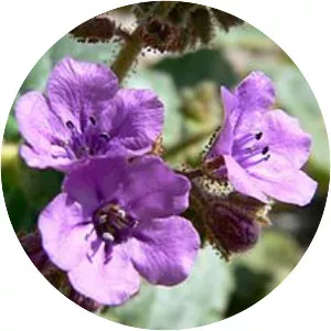 Phacelia calthifolia - 