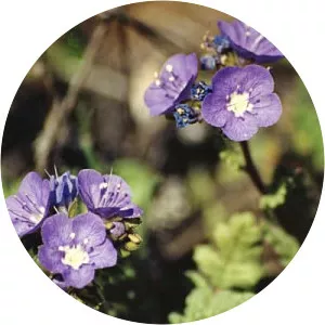 Phacelia ciliata