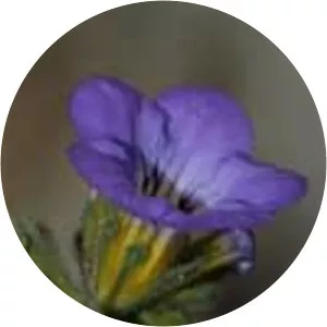 Phacelia fremontii - 