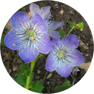 Phacelia grandiflora - 