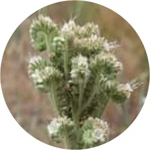 Phacelia heterophylla - 