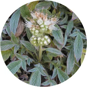 Phacelia imbricata - 