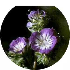 Phacelia linearis