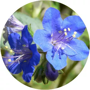Phacelia parryi - Plants