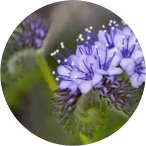 Phacelia pedicellata - 