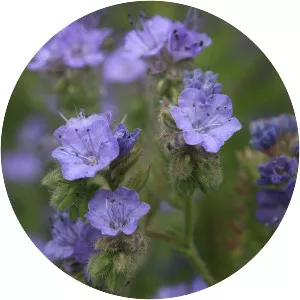 Phacelia ramosissima - 