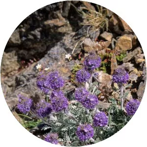 Phacelia sericea - 