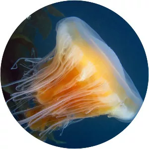 Phacellophora camtschatica