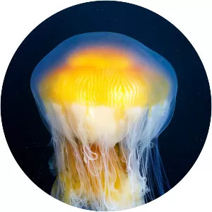 Phacellophora - Animal