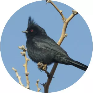 Phainopepla - Birds