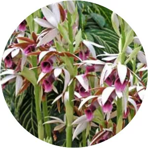 Phaius