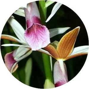Phaius tankervilleae var. australis