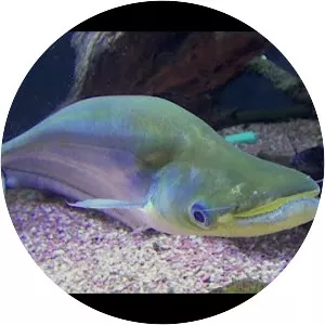 Phalacronotus apogon