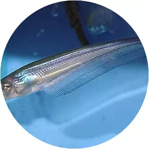 Phalacronotus bleekeri