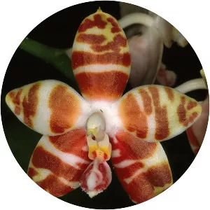 Phalaenopsis amboinensis