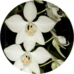Phalaenopsis aphrodite