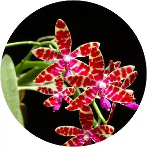 Phalaenopsis bastianii