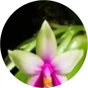 Phalaenopsis bellina