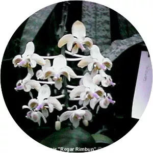 Phalaenopsis celebensis