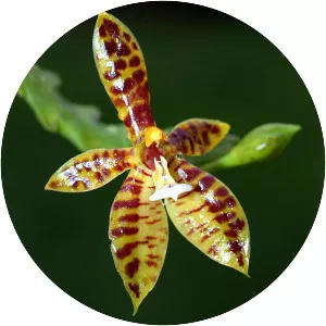 Phalaenopsis cornu-cervi (Phalaenopsis Cornu-Cervi)