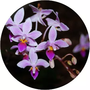 Phalaenopsis equestris