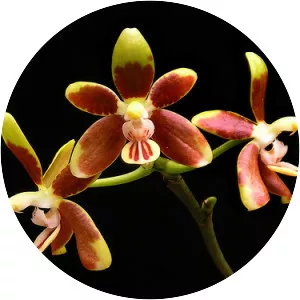 Phalaenopsis fuscata