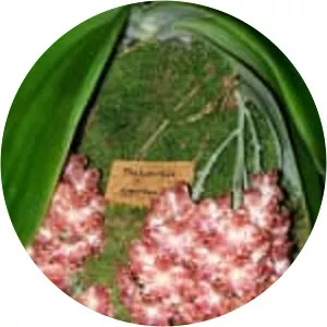 Phalaenopsis gigantea