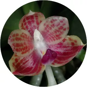 Phalaenopsis javanica - 
