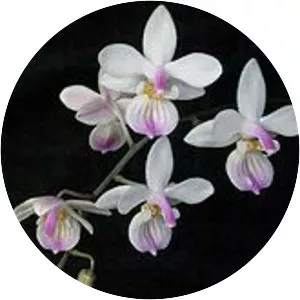 Phalaenopsis lindenii - Plants