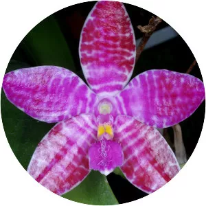 Phalaenopsis lueddemanniana