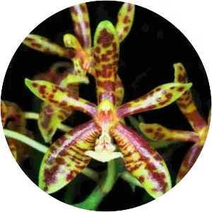 Phalaenopsis mannii