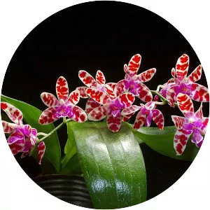 Phalaenopsis mariae