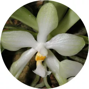 Phalaenopsis micholitzii