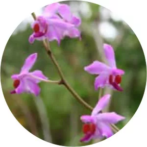 Phalaenopsis pulcherrima