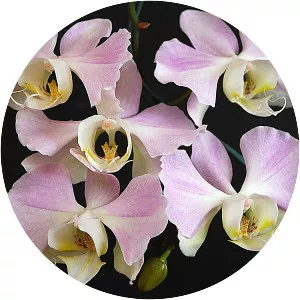 Phalaenopsis sanderiana