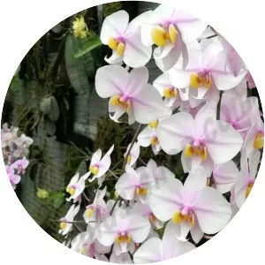 Phalaenopsis schilleriana
