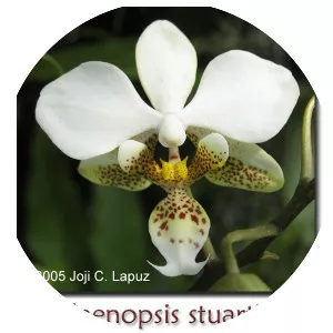Phalaenopsis stuartiana