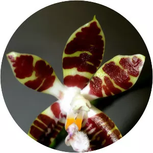 Phalaenopsis sumatrana
