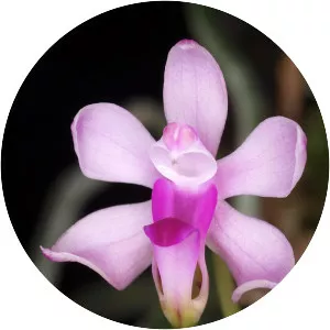 Phalaenopsis taenialis - Plants