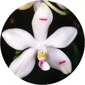 Phalaenopsis tetraspis