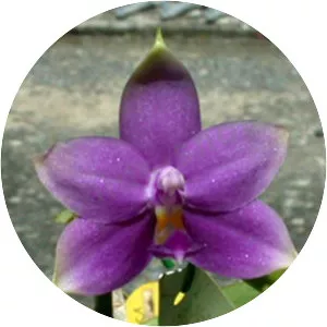 Phalaenopsis violacea