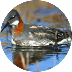 Phalaropes - Bird
