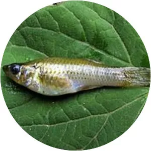 Phallichthys fairweatheri - 