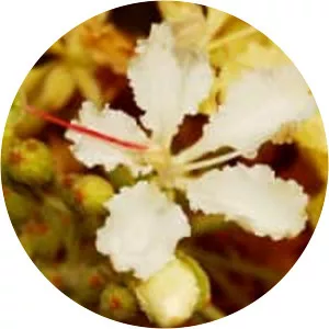 Phanera vahlii - Plants