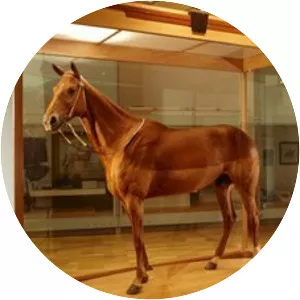 Phar Lap