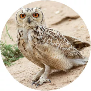Pharaoh eagle-owl